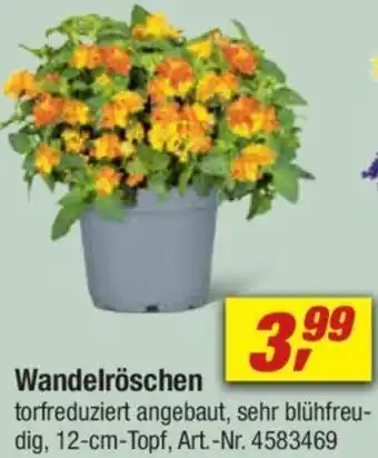 toom Baumarkt Wandelröschen Angebot