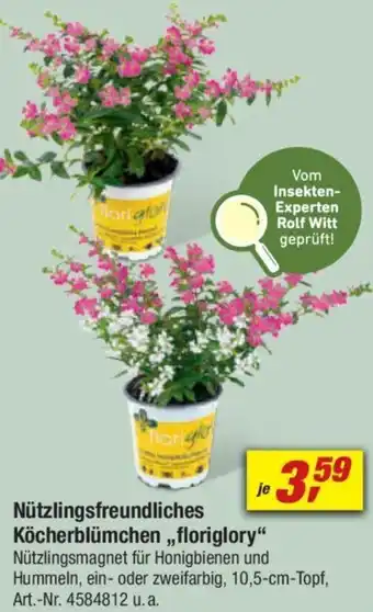 toom Baumarkt Nützlingsfreundliches Köcherblümchen ,,floriglory" Angebot