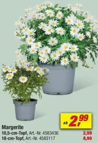 toom Baumarkt Margerite Angebot