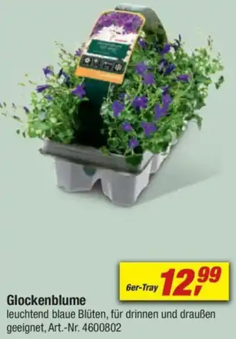 toom Baumarkt Glockenblume Angebot