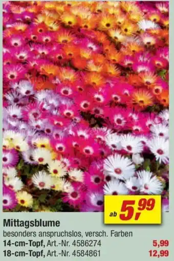 toom Baumarkt Mittagsblume Angebot