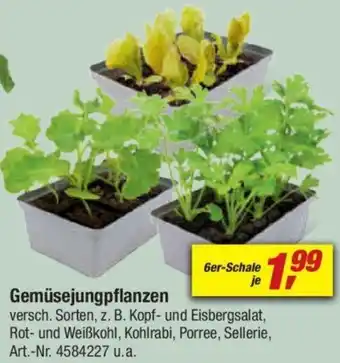 toom Baumarkt Gemüsejungpflanzen Angebot