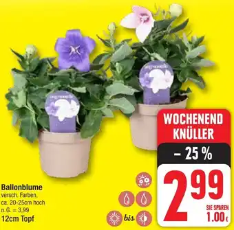 Edeka Ballonblume 12cm Topf Angebot