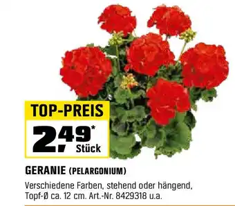 OBI GERANIE (PELARGONIUM) Angebot