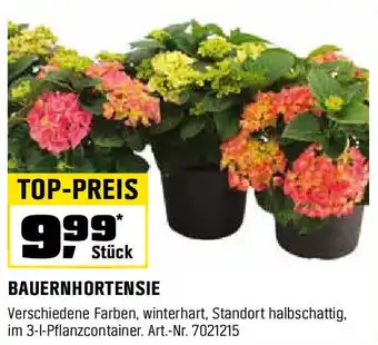 OBI BAUERNHORTENSIE Angebot