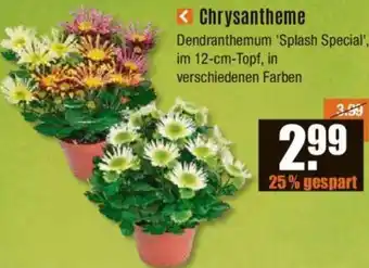 V Baumarkt Chrysantheme Angebot