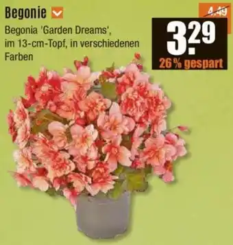 V Baumarkt Begonie Angebot