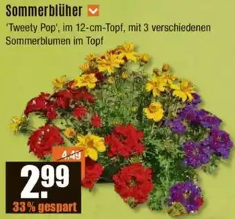 V Baumarkt Sommerblüher Angebot