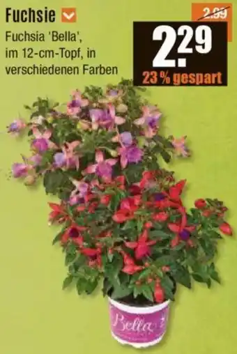 V Baumarkt Fuchsie Angebot