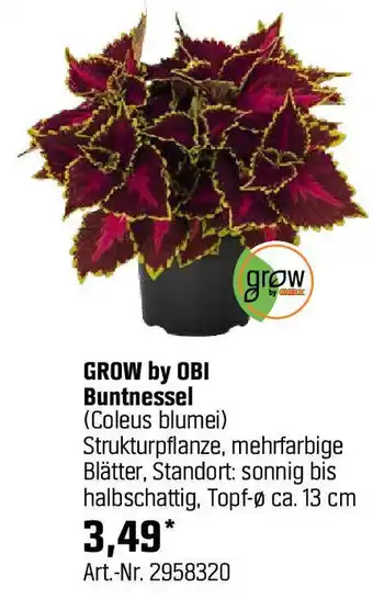 OBI GROW by OBI Buntnessel (Coleus blumei) Angebot