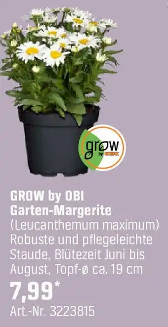 OBI GROW by OBI Garten-Margerite (Leucanthemum maximum) Angebot