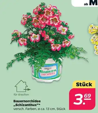 NETTO Bauernorchidee ,,Schizanthus" Angebot