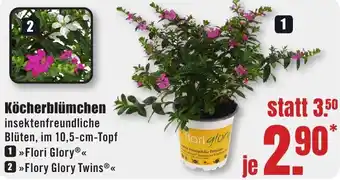 B1 Discount Baumarkt Köcherblümchen Angebot