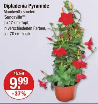 V Markt Dipladenia Pyramide Angebot