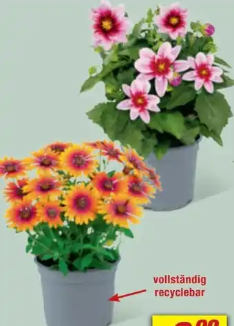 toom Baumarkt Sommerblumen Mix Angebot