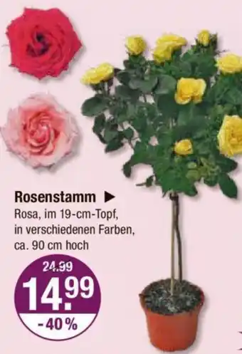 V Markt Rosenstamm Angebot