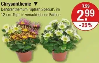 V Markt Chrysantheme Angebot