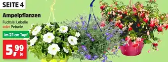 Thomas Philipps Ampelpflanzen Angebot