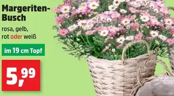 Thomas Philipps Margeriten Busch Angebot