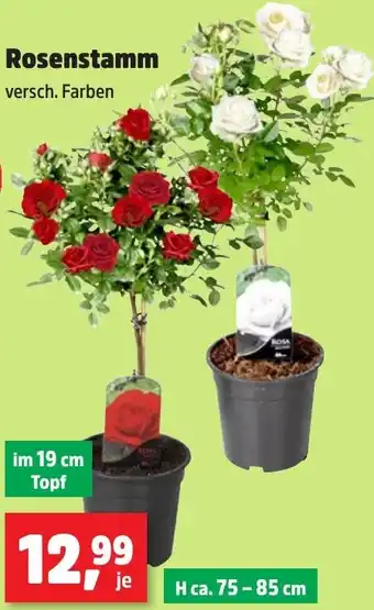 Thomas Philipps Rosenstamm Angebot