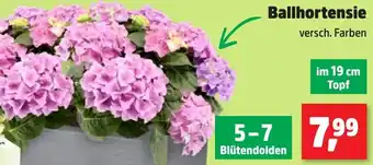 Thomas Philipps Ballhortensie Angebot