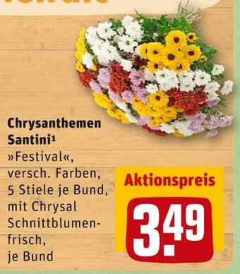 REWE Chrysanthemen santini Angebot