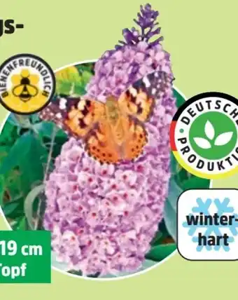 Thomas Philipps Schmetterlingsflieder Angebot