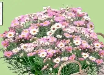 Thomas Philipps Margeritenbusch Angebot