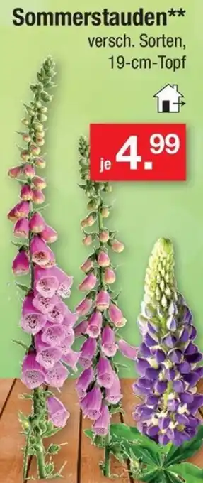 Zimmermann Sommerstauden Angebot