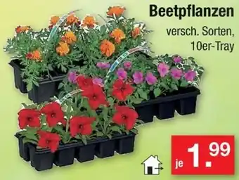 Zimmermann Beetpflanzen Angebot