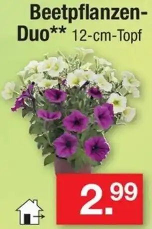 Zimmermann Beetpflanzen-Duo Angebot