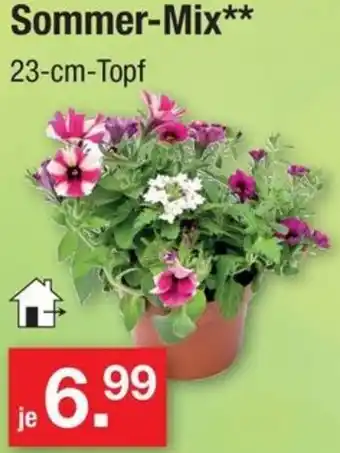 Zimmermann Sommer-Mix Angebot