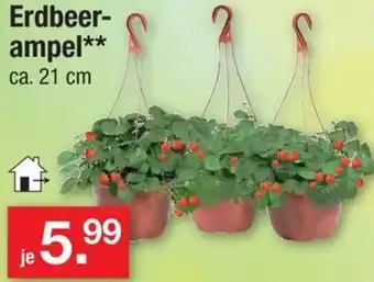 Zimmermann Erdbeerampel Angebot