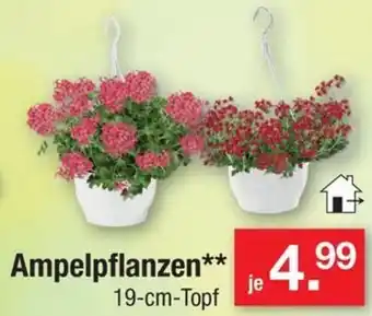 Zimmermann Ampelpflanzen Angebot