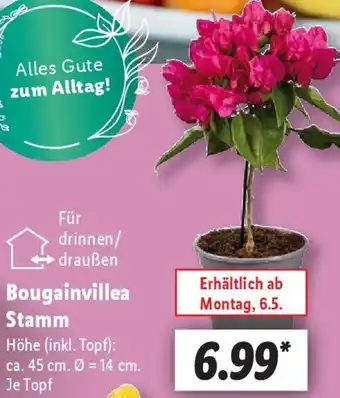 Lidl Bougainvillea Stamm Angebot