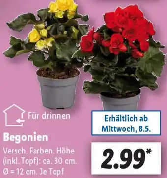 Lidl Begonien Angebot