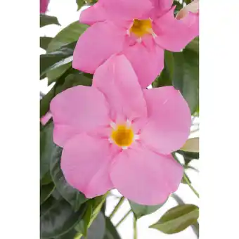 toom Baumarkt Dipladenia, 25 cm Topf Angebot