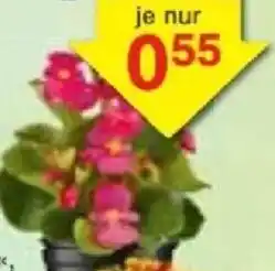 Jawoll Eisbegonie Angebot