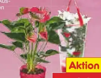 Netto Marken-Discount Calla Angebot