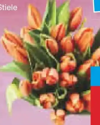 Netto Marken-Discount Großbund Tulpen XXL Angebot