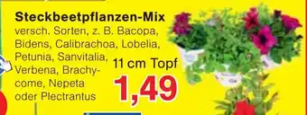 Wiglo Wunderland Steckbeetpflanzen-Mix Angebot