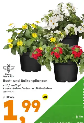 Globus Baumarkt Beet und Balkonpflanzen Angebot