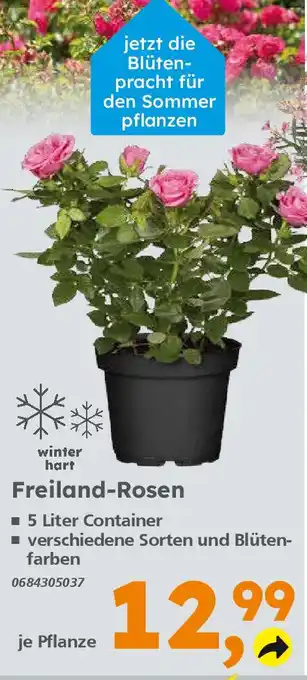 Globus Baumarkt Freiland-Rosen Angebot