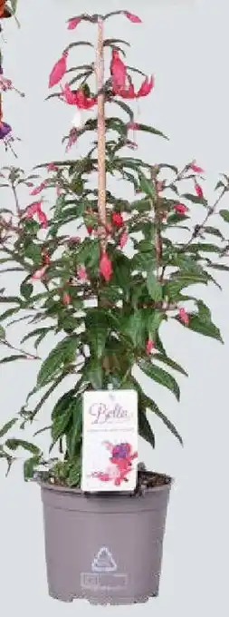Globus Baumarkt Fuchsien-Pyramide Angebot