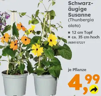 Globus Baumarkt Schwarzäugige Susanne Angebot