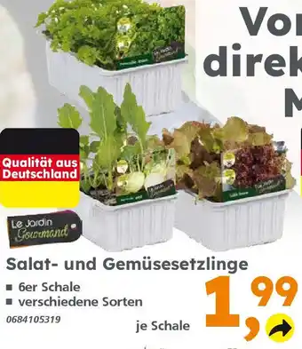 Globus Baumarkt Salat und Gemüsesetzlinge Angebot