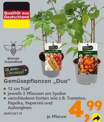 Globus Baumarkt Gemüsepflanzen „Duo" Angebot