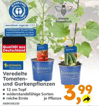 Globus Baumarkt KIEPENKERL Veredelte Tomaten und Gurkenpflanzen Angebot