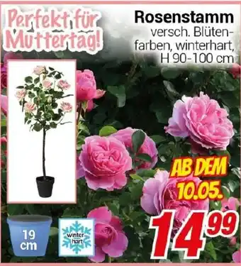 CENTERSHOP Rosenstamm Angebot