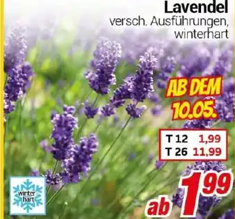 CENTERSHOP Lavendel Angebot